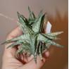 Aloe сортовое Snow Flake гибрид