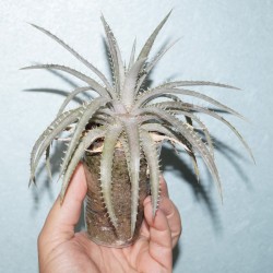 Hechtia ghiesbreghtii