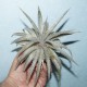 Hechtia ghiesbreghtii