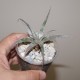 Hechtia ghiesbreghtii