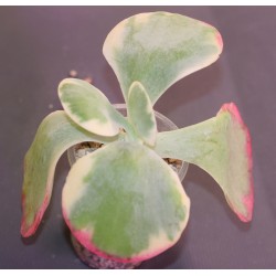 Kalanchoe thyrsiflora variegata