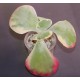 Kalanchoe thyrsiflora variegata