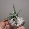 Crassula hirta