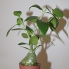 Hydnophytum moseleyanum small