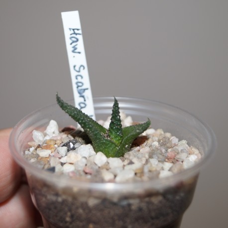 Haworthia  scabra