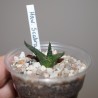 Хавортия Haworthia scabra Heimersrivier - Галерея