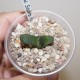 Haworthia  scabra