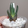 Haworthia scabra tuberculata Khores