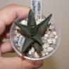 Haworthia venosa granulata x koelmaniorum