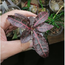 Euphorbia francoisii crassicaulis 