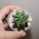 Astrophytum myriostigma nudum Fukuryu Plus