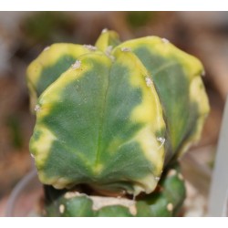 Astrophytum myriostigma nudum variegata - прививка