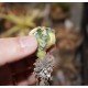Astrophytum asterias гибрид variegata