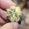 Астрофитум Astrophytum asterias гибрид Reverse variegata - Галерея
