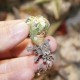 Astrophytum asterias гибрид Reverse variegata
