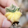 Астрофитум Astrophytum asterias гибрид Reverse variegata - Галерея