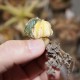 Astrophytum asterias гибрид Reverse variegata