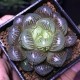 Haworthia obtusa ex Japan