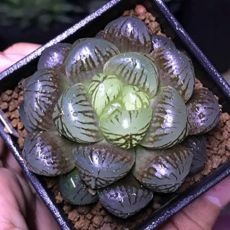 Haworthia obtusa ex Japan