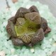 Haworthia obtusa ex Japan