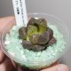 Haworthia obtusa ex Japan