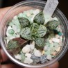 Haworthia picta Pandora's Box