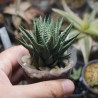 Haworthia limifolia striata гибрид 2