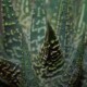 Haworthia limifolia striata гибрид