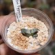 Haworthia pygmaea Super White