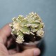 Astrophytum asterias гибрид variegata 1