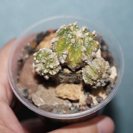 Astrophytum asterias гибрид variegata 2