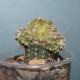 Astrophytum asterias гибрид variegata 2