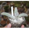 Kalanchoe villosa