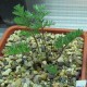 Pelargonium triste