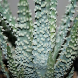 Aloe hunilis