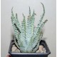 Aloe hunilis
