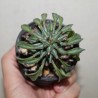 Монадениум Monadenium sp. ex Tanzania Purple variegata - Галерея