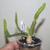 Euphorbia stellata 2