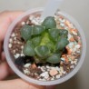 Haworthia obtusa Big Windows