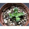 Crassula susannae