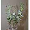 Cotyledon papillaris
