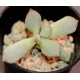 Cotyledon Choco line