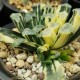 Haworthia maughanii variegata