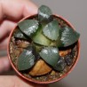 Haworthia bayeri Phoenix