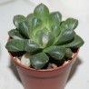 Haworthia obtusa Marin variegata Light