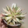 Haworthia chloracantha variegata