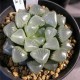 Haworthia obtusa Waxy