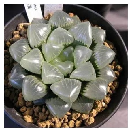 Haworthia obtusa Waxy