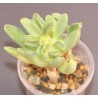 Adromischus fallax