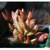 Adromischus filicaulis Red Egg